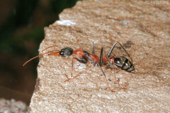 Myrmecia nigrocincta Arbeiterin