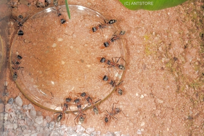 Myrmecia nigrocincta