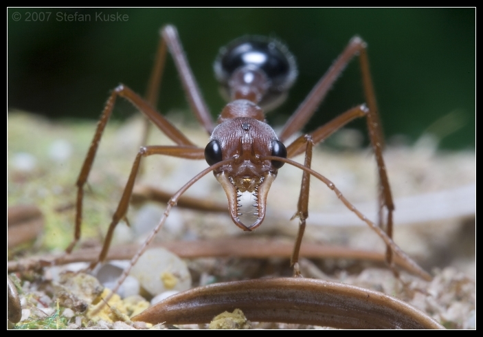 Myrmecia pavida Arbeiterin