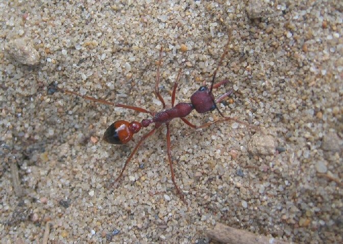 Myrmecia gulosa