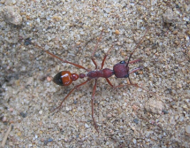 Myrmecia gulosa