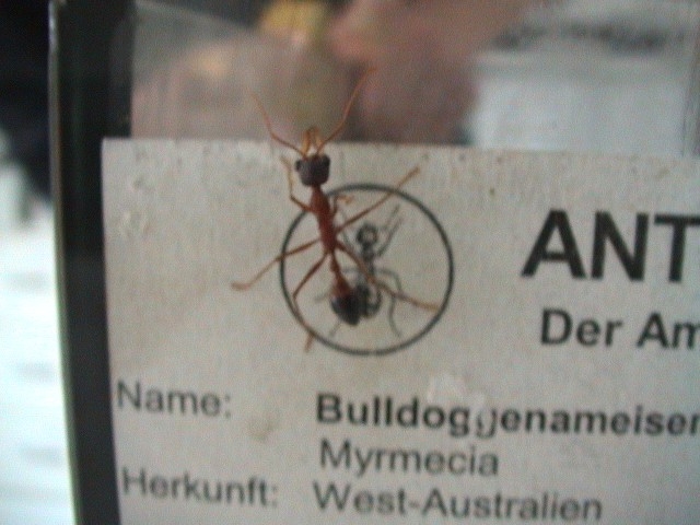 Myrmecia gulosa