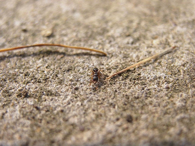 Myrmecina graminicola