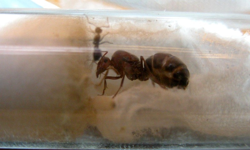 Myrmecocystus mimicus
