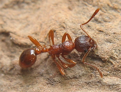 Myrmica rubra / Dead worker