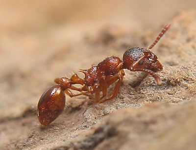Myrmica rubra / Dead worker