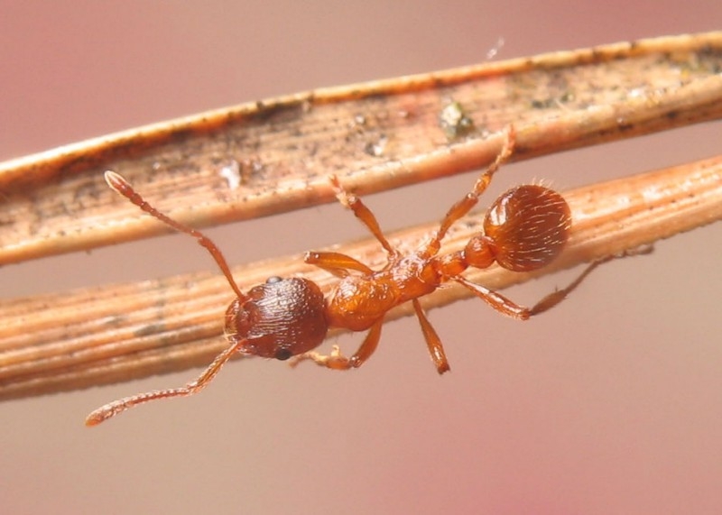 Myrmica rubra / Worker