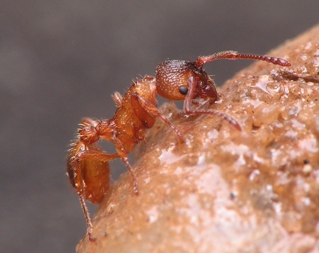 Myrmica scabrinodis / Worker