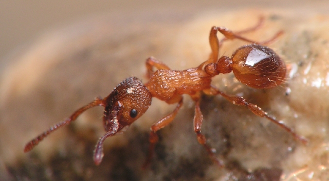 Myrmica scabrinodis / Worker