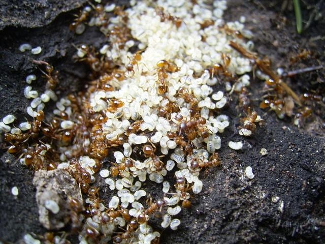 Myrmica sp.