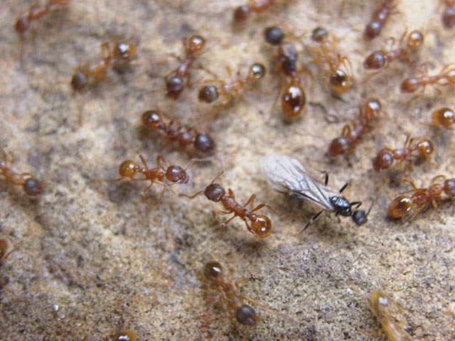 Myrmica rubra Männchen