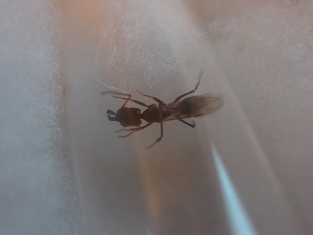 Odontomachus sp.