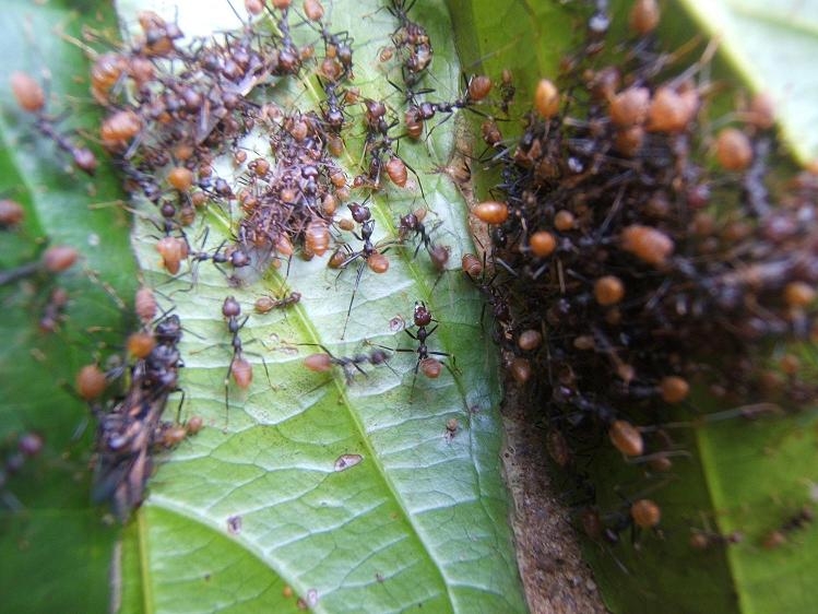 Oecophylla longinoda