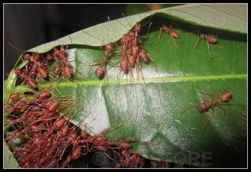Oecophylla beim Nestbau