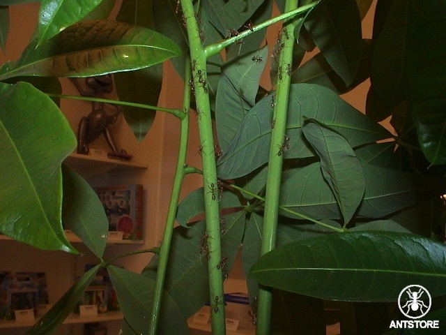 Oecophylla smaragdina