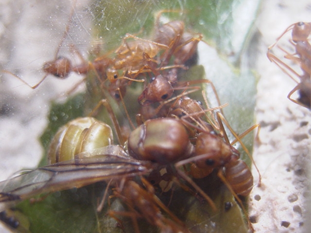 Oecophylla (Weberameisen)