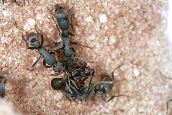 Pachycondyla spec.