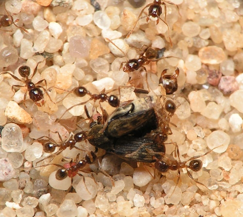 Pheidole pallidula / Workers
