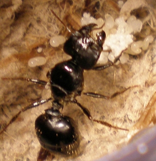 Pheidole Rhea