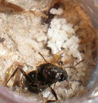 Pheidole Rhea