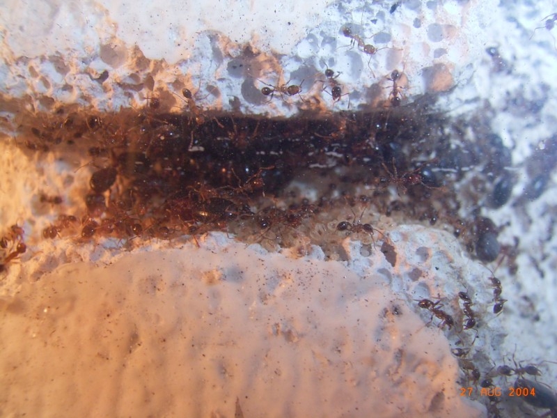 Pheidole sp. / Gran Canaria