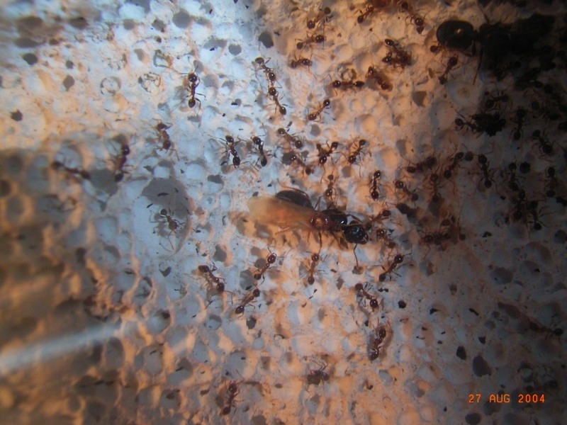 Pheidole sp. / Gran Canaria