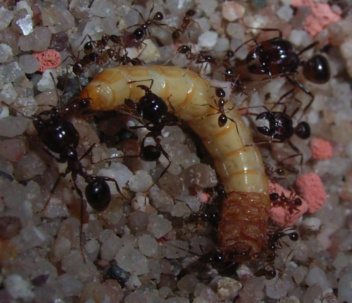 Pheidologeton diversus