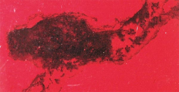 Brut im Ytong 02 (Mittelkammer)