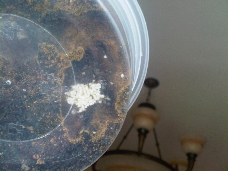 newly founded ph d colony - update