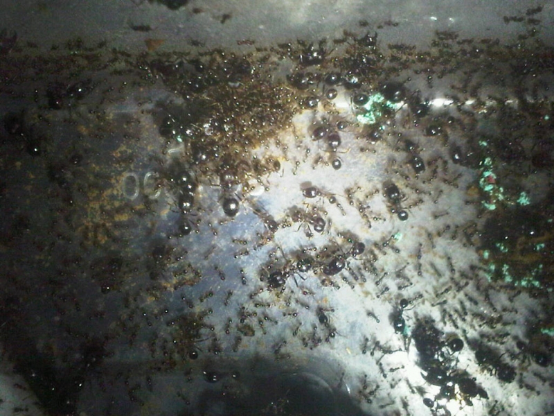 Ph Diversus Soil setup