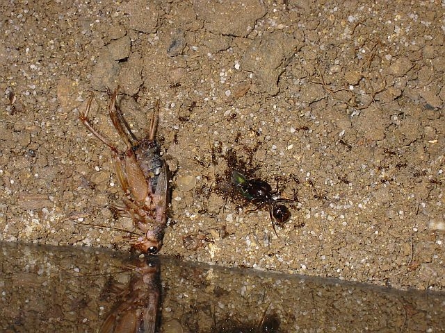 Pheidologeton diversus