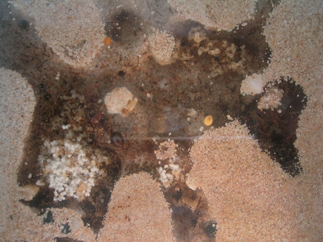 Pheidologeton diversus Nest von Unten