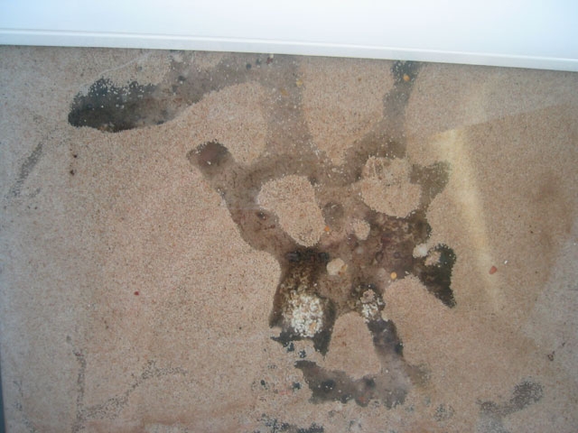 Pheidologeton diversus Nest von Unten