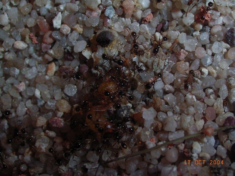 Pheidologeton diversus