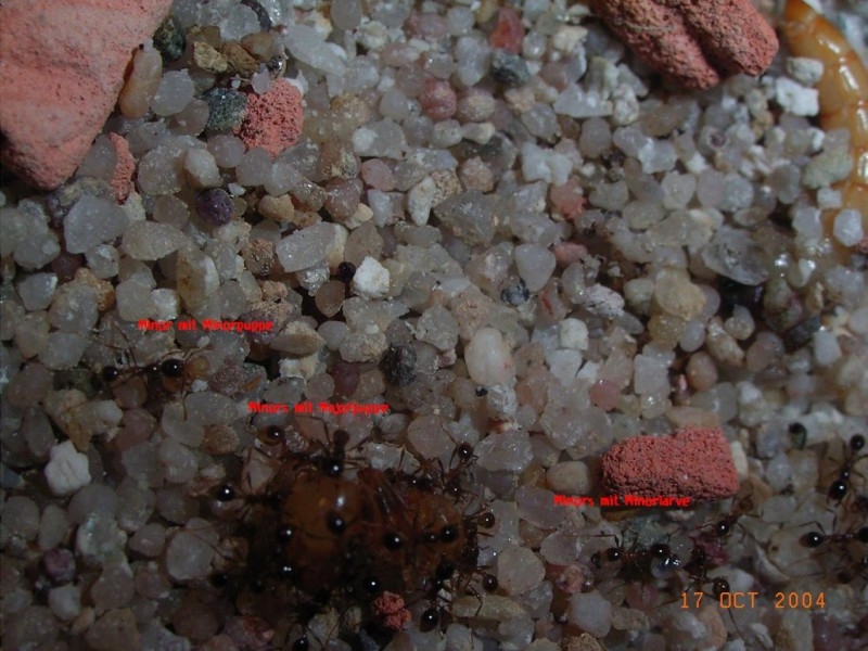 Pheidologeton diversus