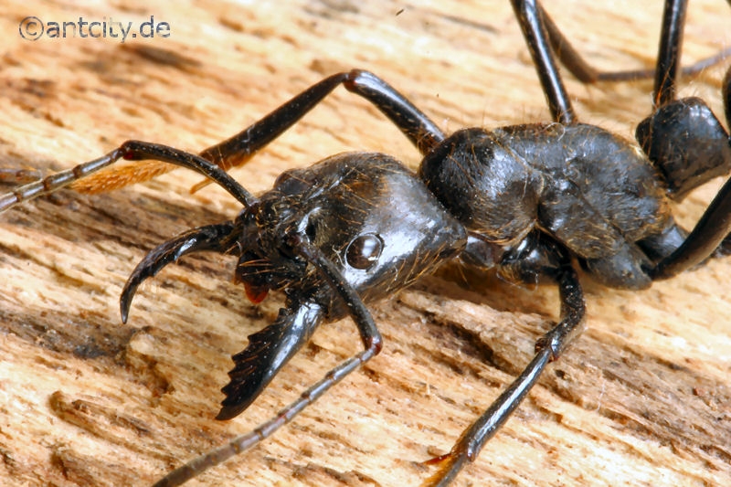 Dinoponera quadriceps