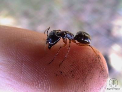 Ameisen aus  West Australien