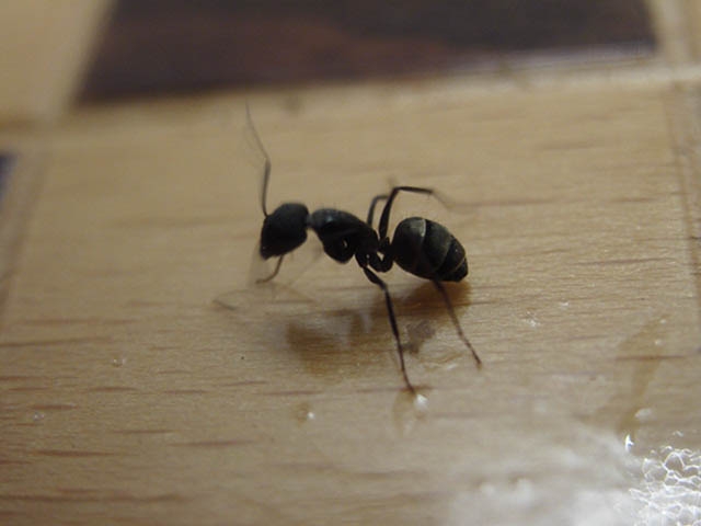 Formica-ähnlichen Art / Tunesien