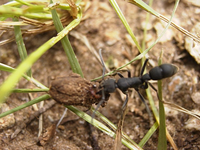Ponerinen Art 2 aus Kenia