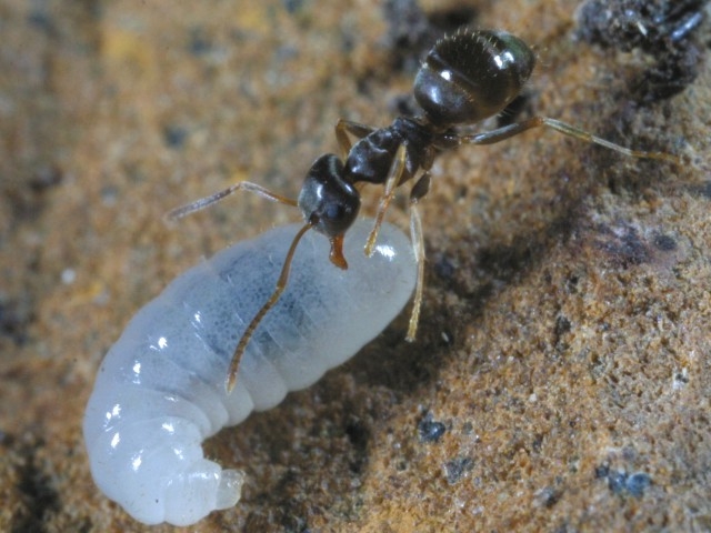 Arbeiterin mit Larve