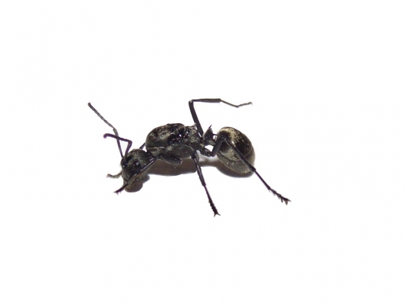 Polyrhachis dives Queen
