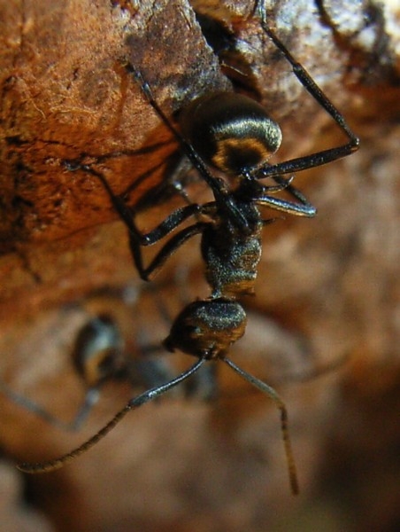 Polyrhachis dives