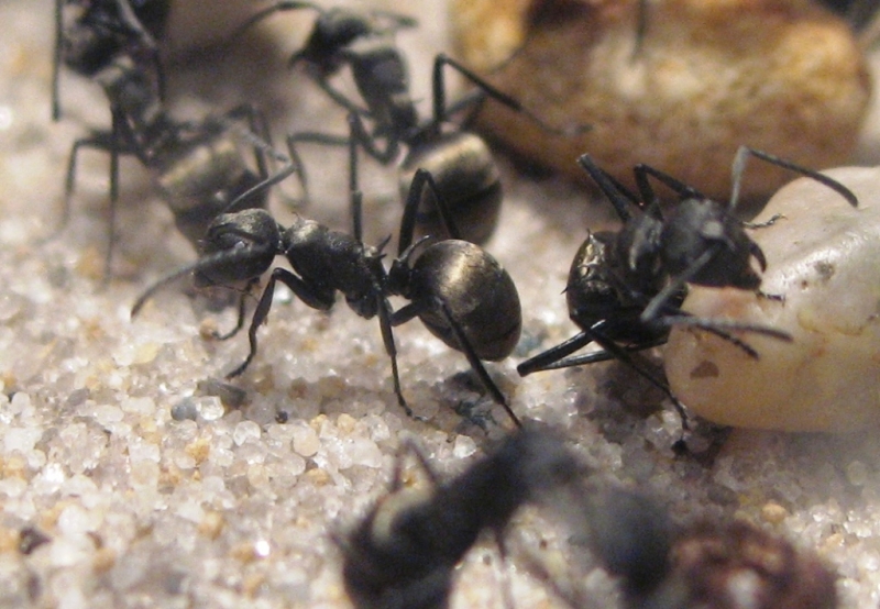 Polyrhachis dives Arbeiterinnen