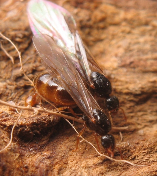 Solenopsis fugax / Queens