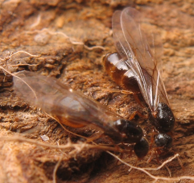 Solenopsis fugax / Queens