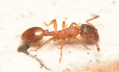 Temnothorax unifasciatus / worker