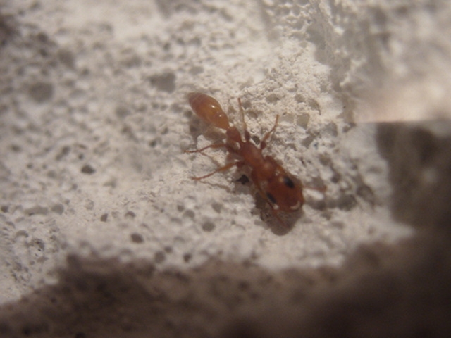 Tetraponera sp. / Kenia