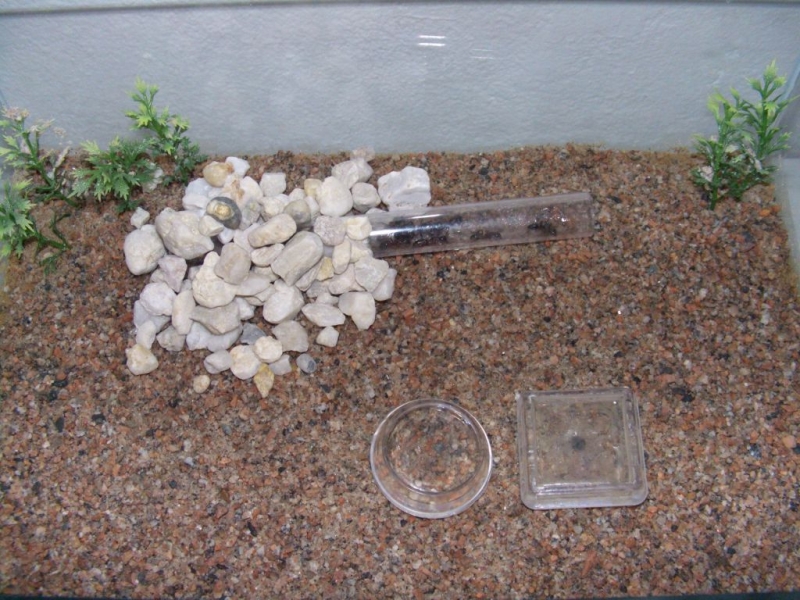 Ant Apartment mit Camponotus ligniperada