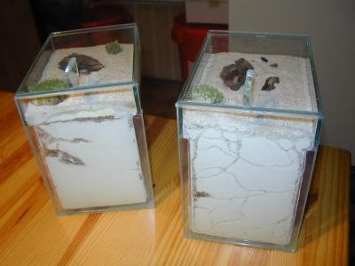 ant apartment / glass