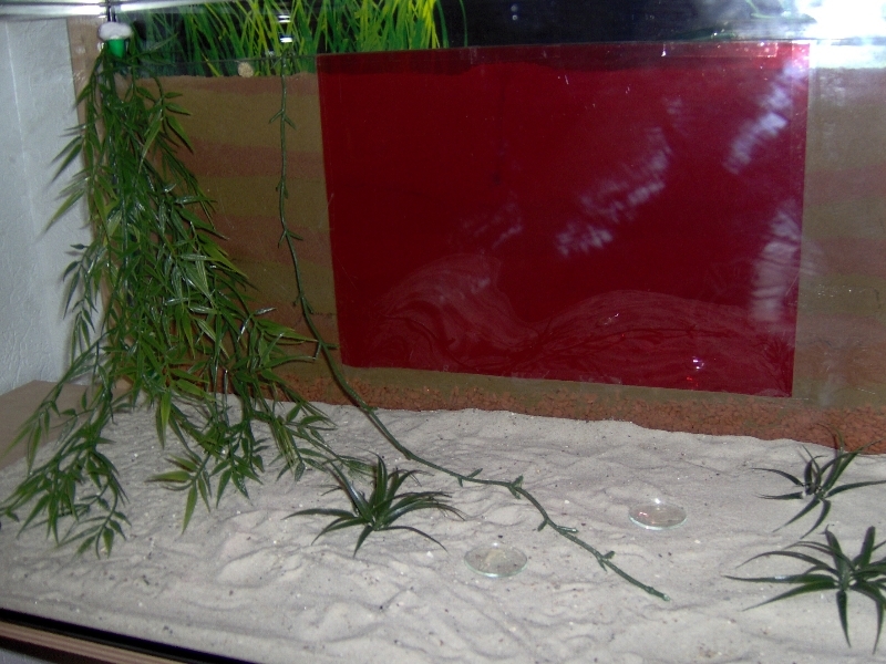 Messor Spec. Formicarium 2